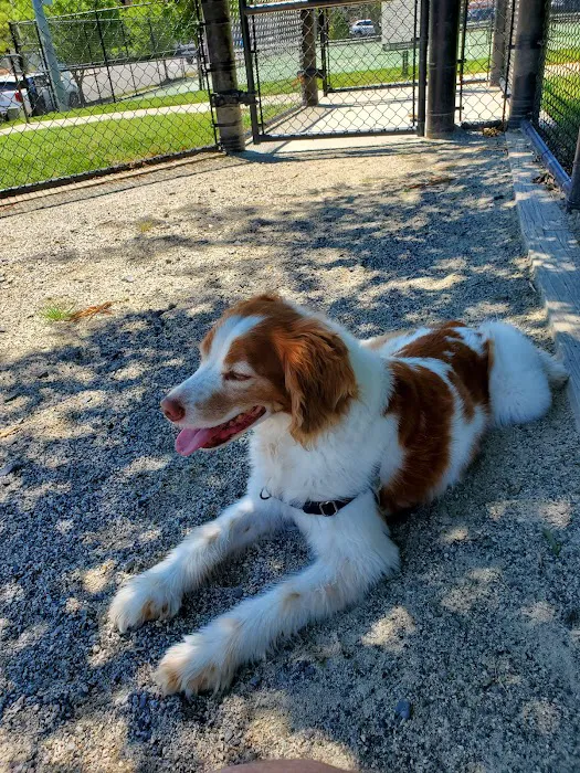 Dog Park 3
