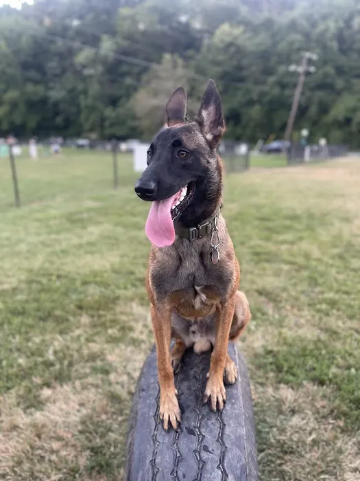 Westgrove Dog Park 4