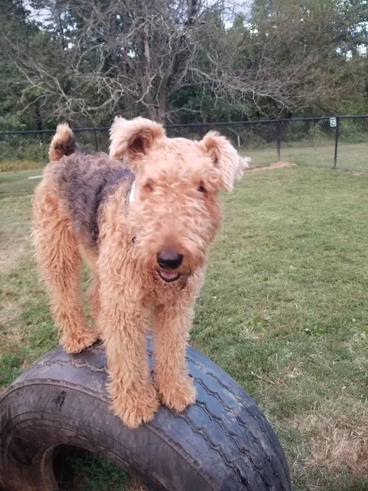 Westgrove Dog Park 6
