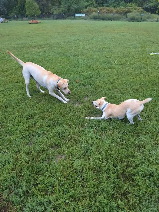 Westgrove Dog Park 5