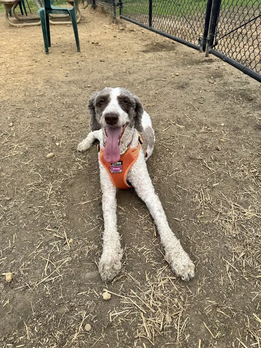 Westgrove Dog Park 1