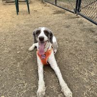 Westgrove Dog Park ico