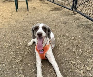 Westgrove Dog Park