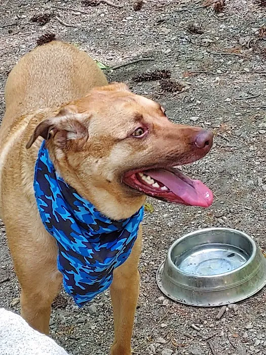Sanford Dog Park 5