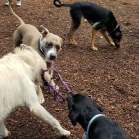 Sanford Dog Park ico