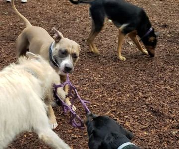 Sanford Dog Park