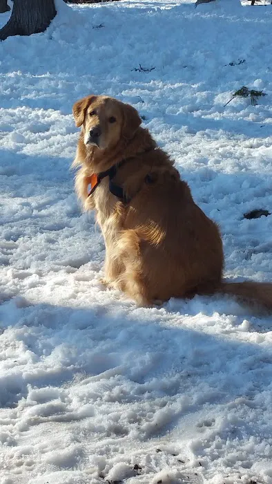 Ogunquit Dog Park 10