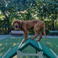Avalon at Arlington Square Dog Park ico