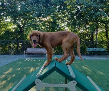 Avalon at Arlington Square Dog Park
