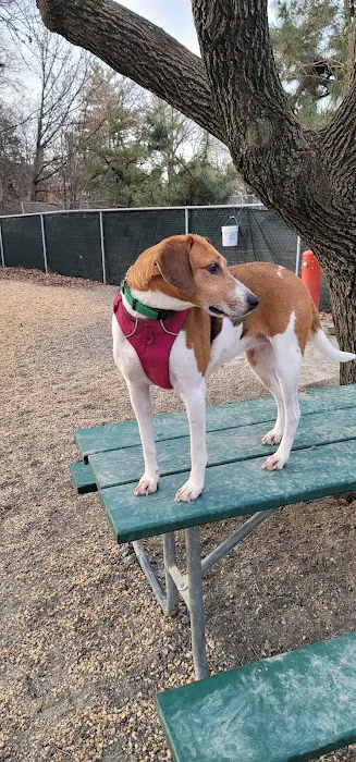 Utah Dog Park 1