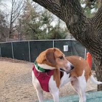 Utah Dog Park ico