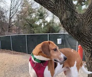 Utah Dog Park