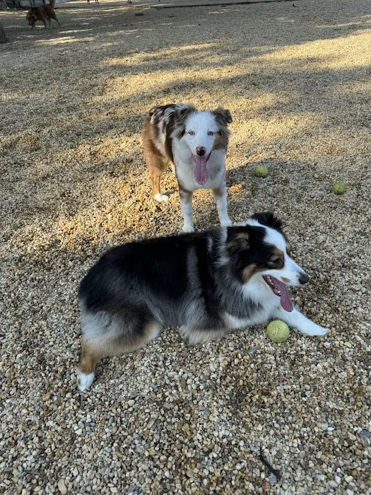 Utah Dog Park 7