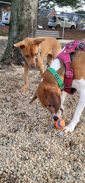 Utah Dog Park 4