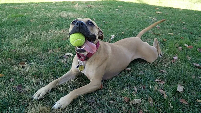 Utah Dog Park 6