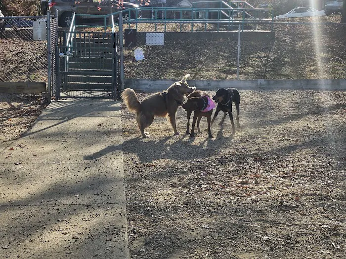 Utah Dog Park 9