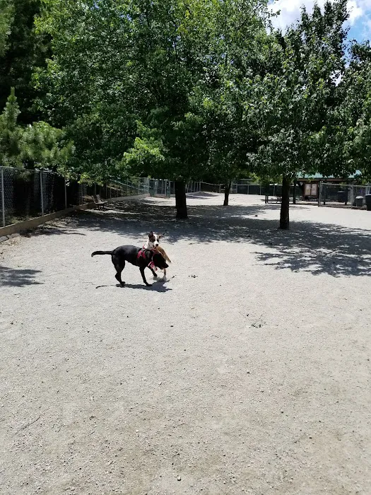 Utah Dog Park 10