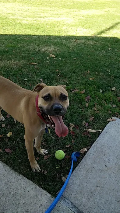 Utah Dog Park 5