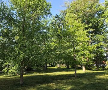 Holmes Run Dog park