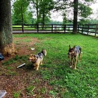 Vint Hill Dog Park ico