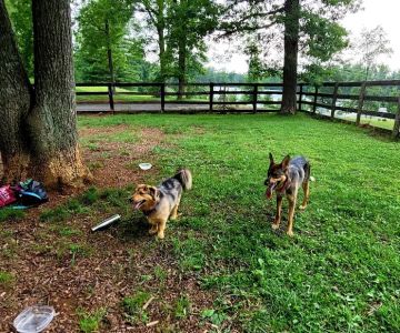 Vint Hill Dog Park