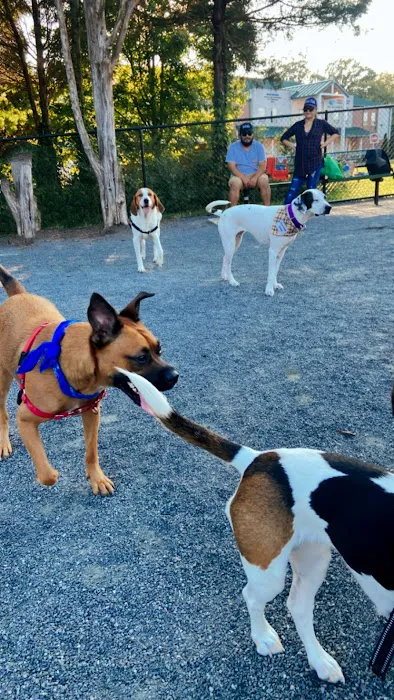 Lucky's Dog Park 9