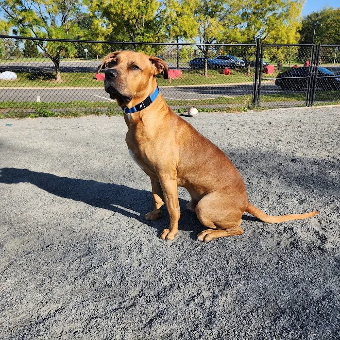 Lucky's Dog Park 7