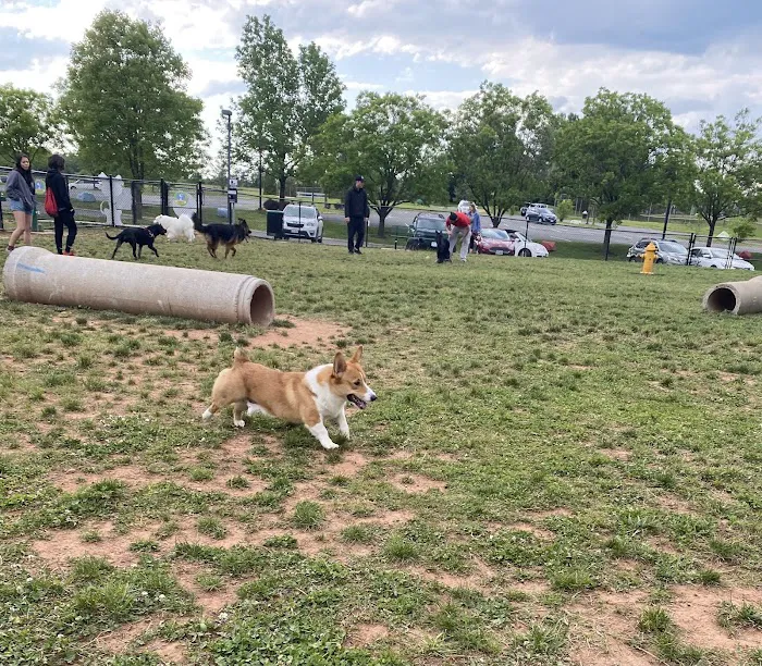 Lucky's Dog Park 4