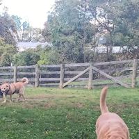 Warrenton Dog Park ico