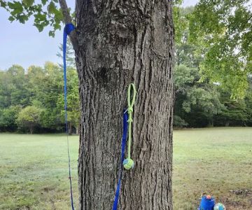 Felicia's Farmette -Dog Park