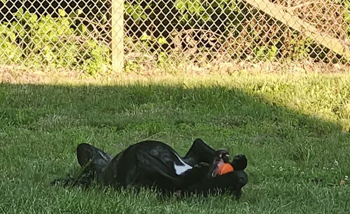Felicia's Farmette -Dog Park 3