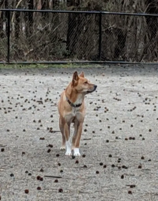 Grist Mill Dog Park 3