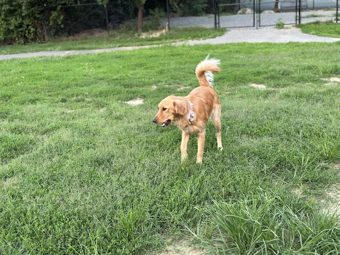 Dog Run Park at Carlyle 4