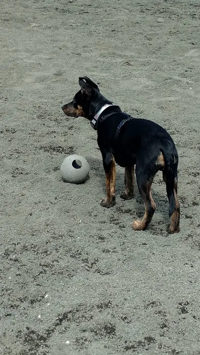 Dog Run Park at Carlyle 5