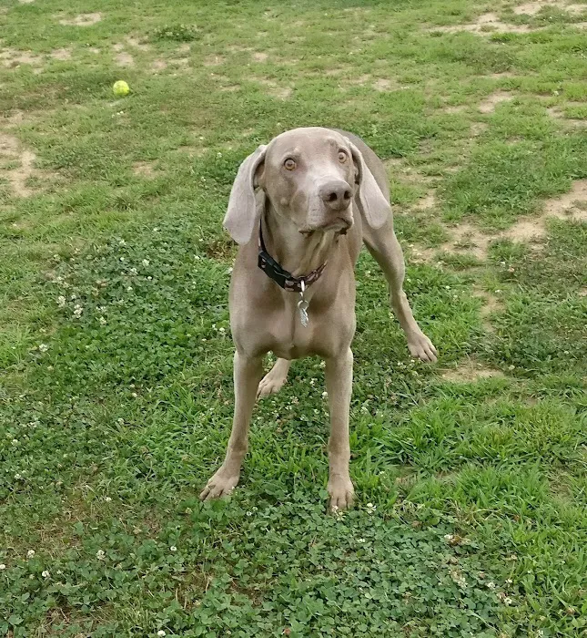Dog Run Park at Carlyle 10