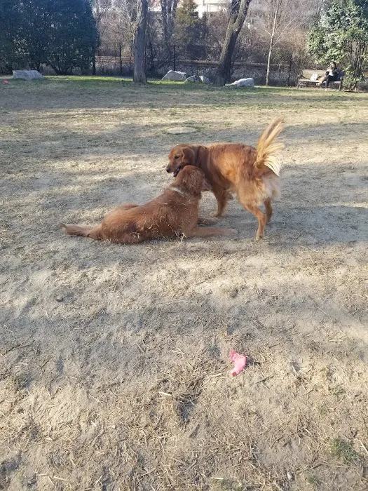 Dog Run Park at Carlyle 9