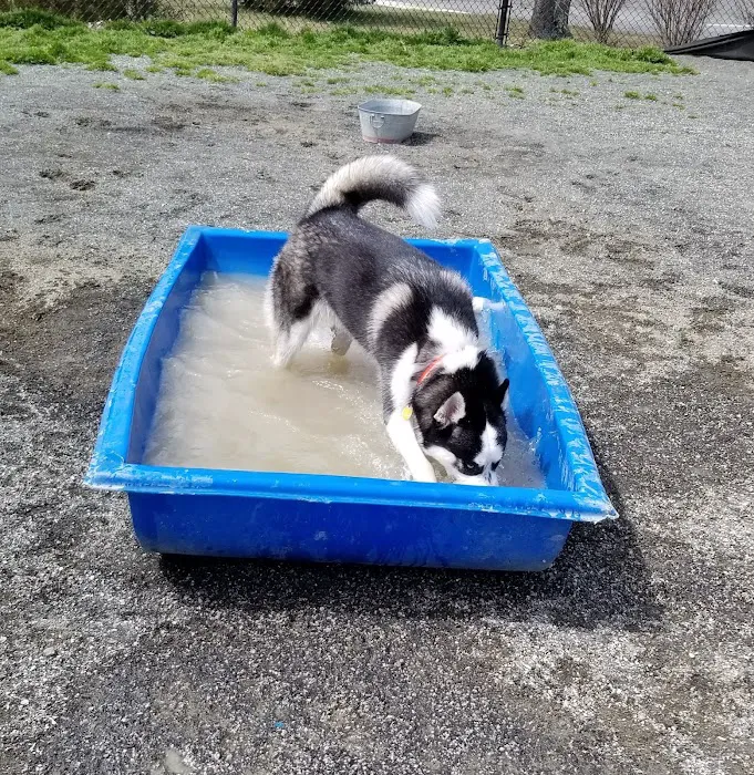 Blackjack Dog Park 9
