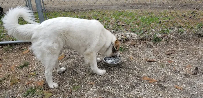 Waterboro Dog Park 1