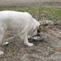 Waterboro Dog Park ico