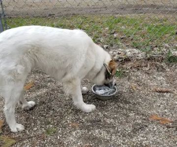 Waterboro Dog Park