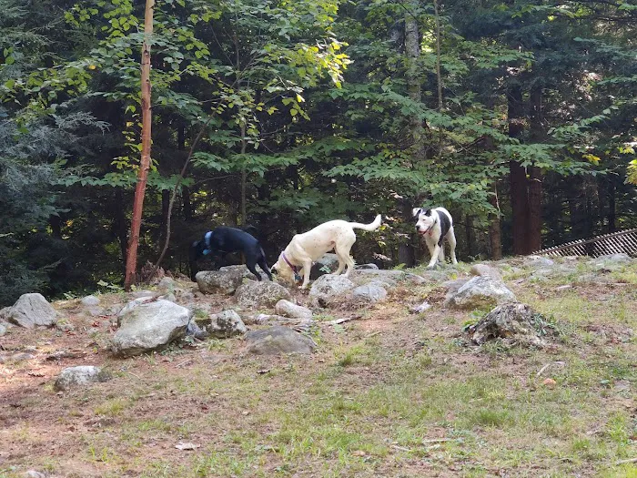 Waterboro Dog Park 7