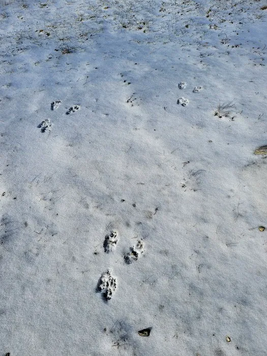 Biddeford Dog Park at Rotary Park 7