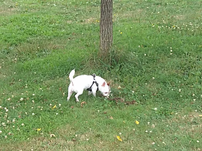 Biddeford Dog Park at Rotary Park 5