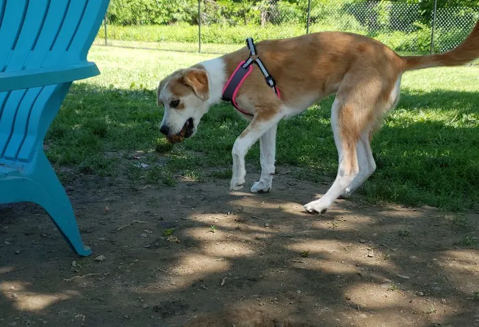 Saco Dog Park 3
