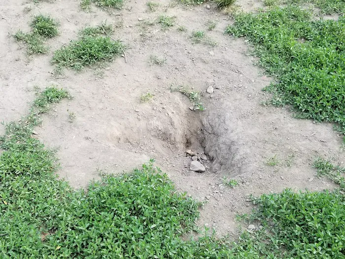 Saco Dog Park 10