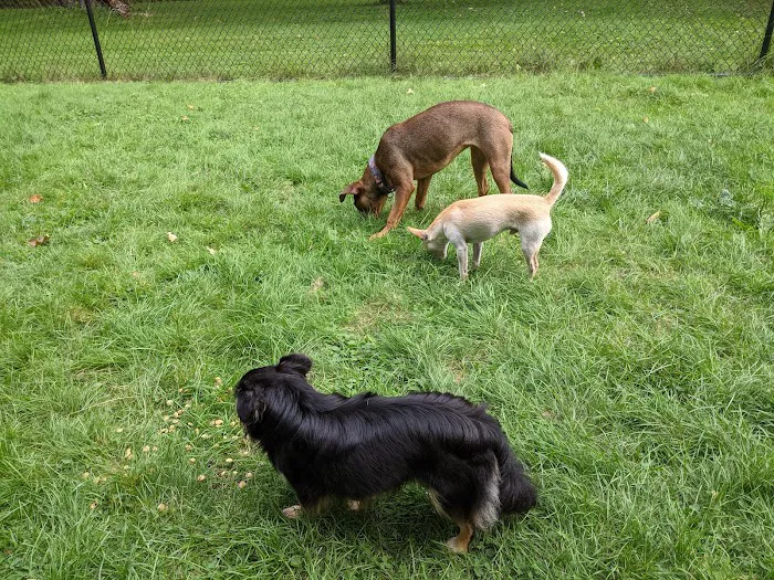 Saco Dog Park 7
