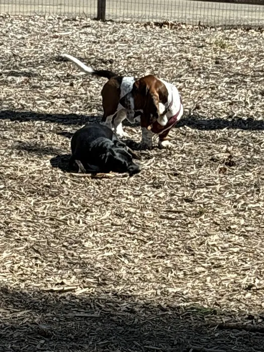 Meadow Woods Preserve Off Leash Dog Area 9