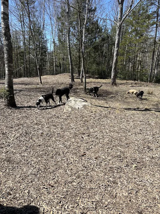 Meadow Woods Preserve Off Leash Dog Area 8