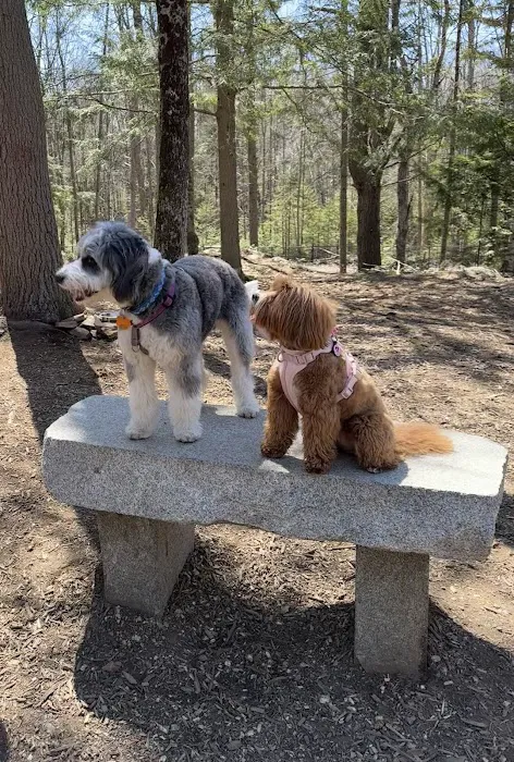 Meadow Woods Preserve Off Leash Dog Area 10