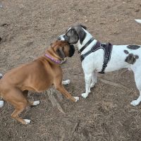 Kennebunkport Dog Park ico